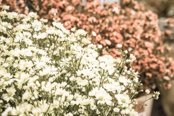 화이트 커터 꽃 정원에서 — 스톡 사진
