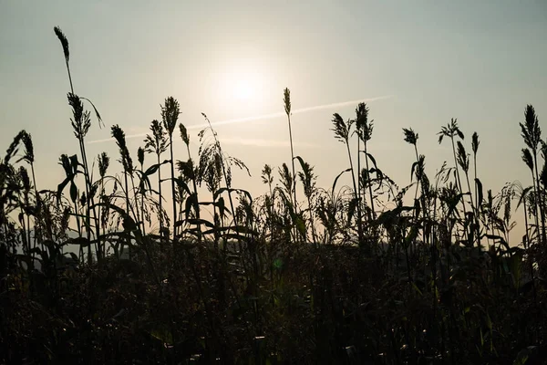 Field of Sorghum or Millet with sunset — Stock Photo, Image