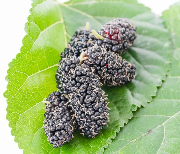 Mulberry with green leaf on the white — Stock Photo, Image