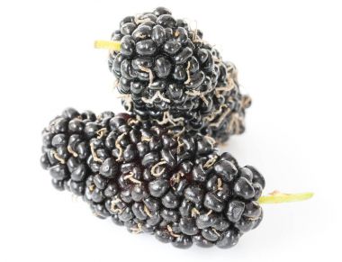 Dut üzerinde beyaz izole 