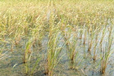 Tropic pirinç tarlaları