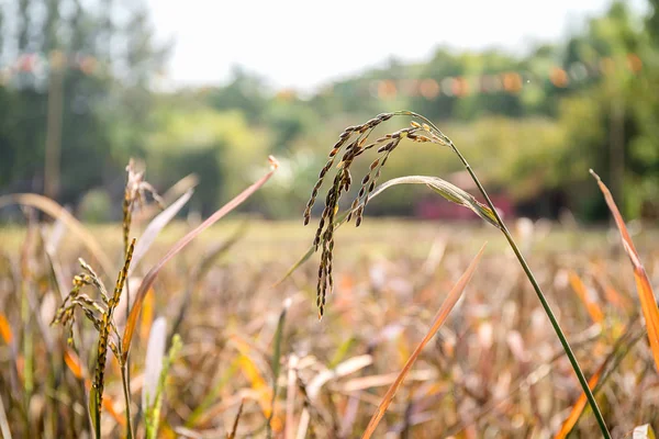 Close up orelha de arroz em campos — Fotografia de Stock