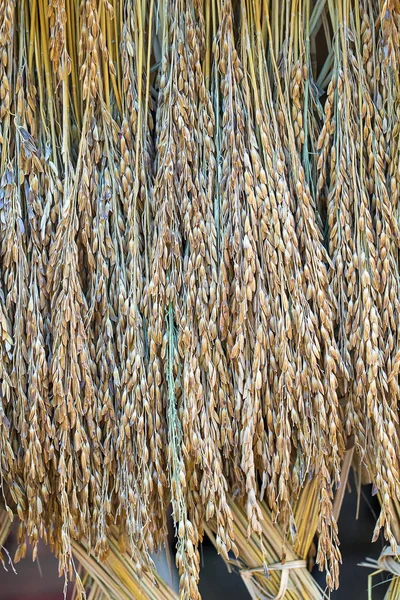 Τους σπόρους του ρυζιού paddy ξηρό — Φωτογραφία Αρχείου