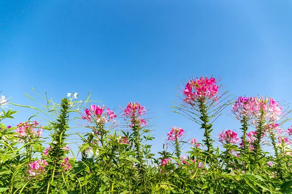 Rosa und weiße Spinnenblume Agent blauer Himmel — Stockfoto