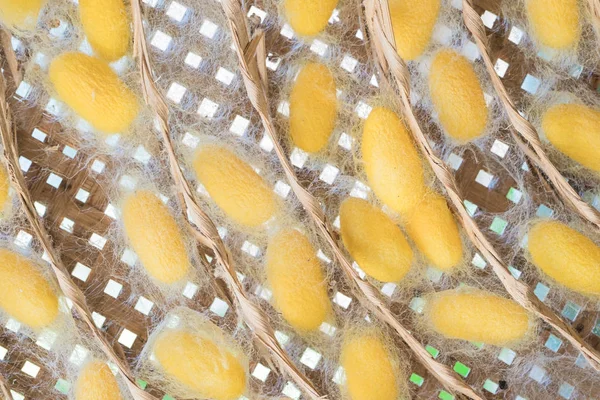 Pupa ou cocon de soie qui est transformé pour produire des fibres de soie — Photo