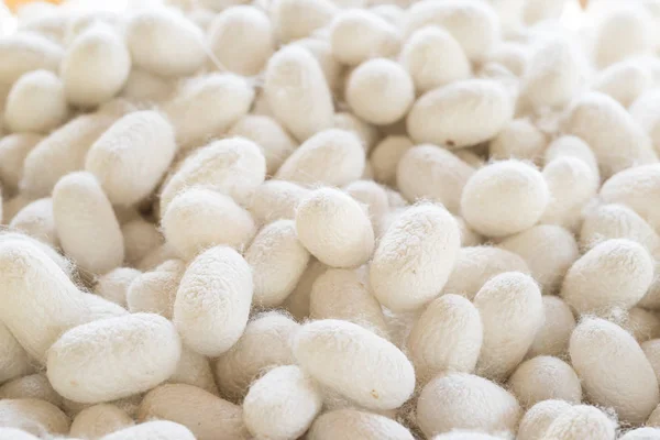 Cocon de soie qui est transformé pour produire des fibres de soie — Photo