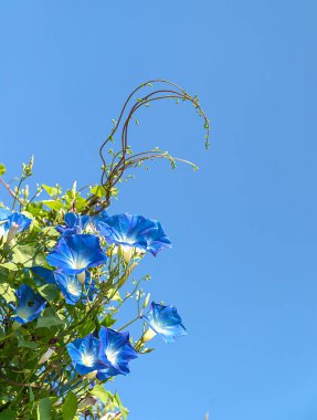 Morning glory flower agent blue sky clipart