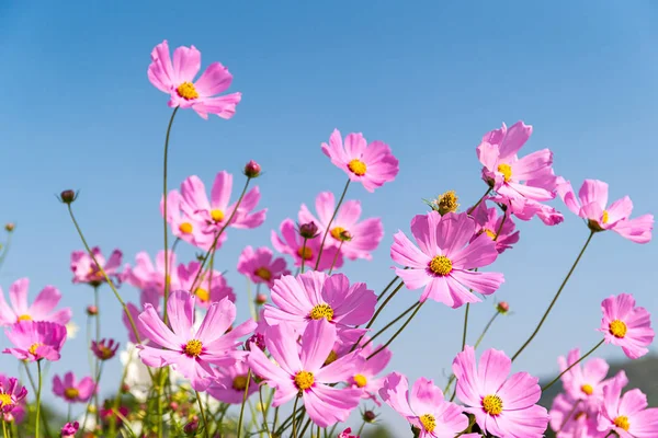 Blooming pink cosmos flowers — Stock Photo, Image