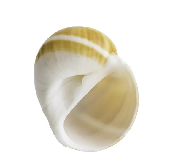 Close up Marine sea shell isolated — Stock Photo, Image