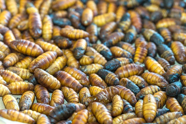 Gusano de seda de cachorro se incuba antes de convertirse en una mariposa — Foto de Stock