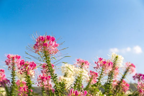 Ροζ και λευκό λουλούδι spider παράγοντα μπλε ουρανό — Φωτογραφία Αρχείου