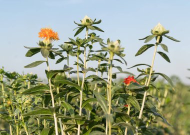 Aspir çiçeklenmeye başladı