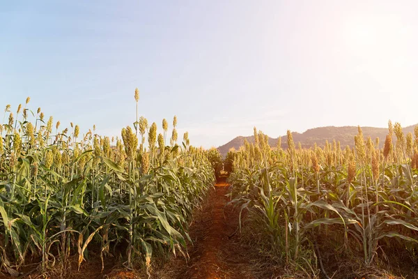Field of Sorghum or Millet — Stock Photo, Image