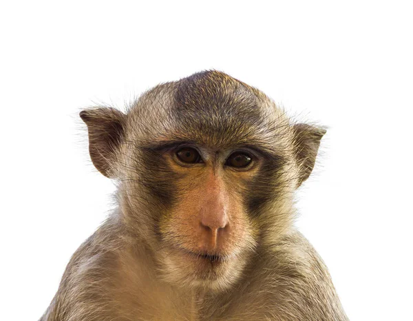 Makak opice izolované na bílém — Stock fotografie