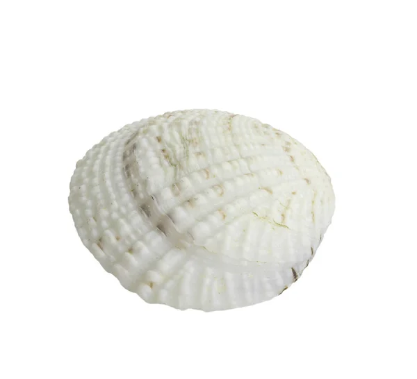 Pilgrimsmussla seashell isolerad på vit — Stockfoto