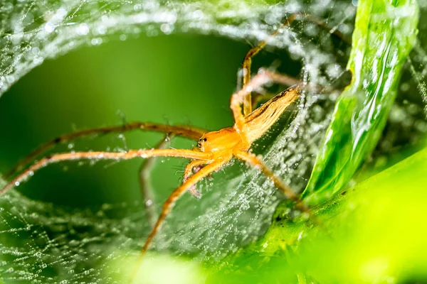 Araña y tela de araña en hoja verde en el bosque — Foto de Stock