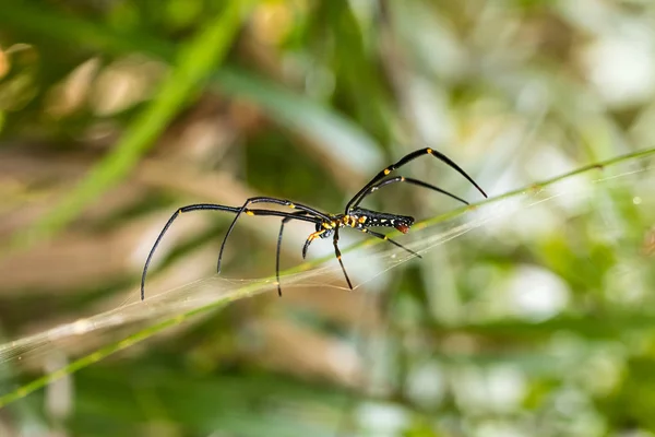 Araña y tela de araña en hoja verde en el bosque — Foto de Stock