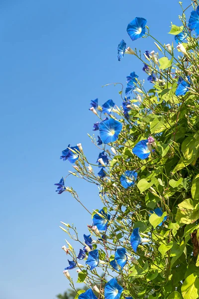 Gloria matutina agente de flores cielo azul — Foto de Stock