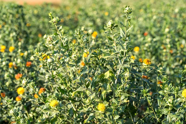 Carthame a commencé à fleurir dans le jardin — Photo