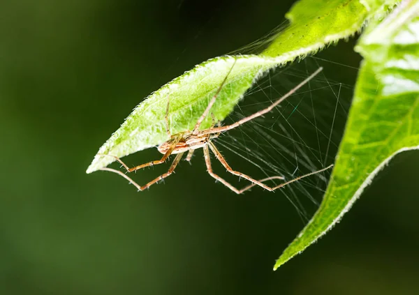 Spider and spider web on green leaf in forest — Stock Photo, Image