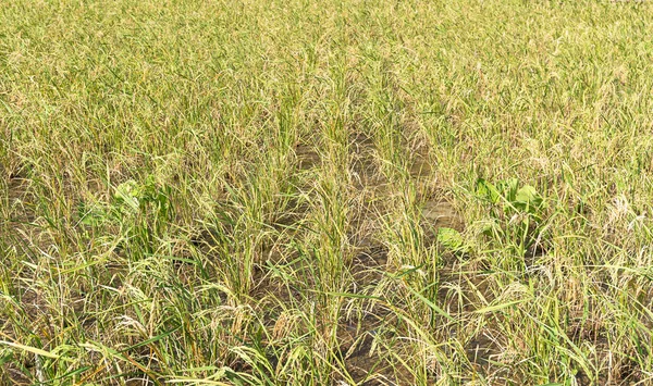 Campos de arroz no trópico — Fotografia de Stock
