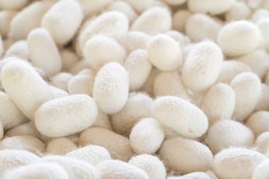 İpek lif verimi için işlenmiş ipek koza