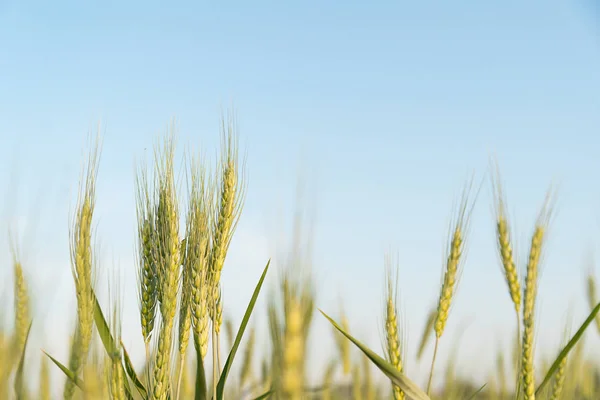 Nahaufnahme von Gerstenkörnern, die auf einem Feld wachsen — Stockfoto