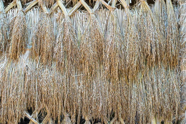 Droge paddy rijst zaden — Stockfoto