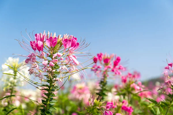 Rosa und weiße Spinnenblume Agent blauer Himmel — Stockfoto