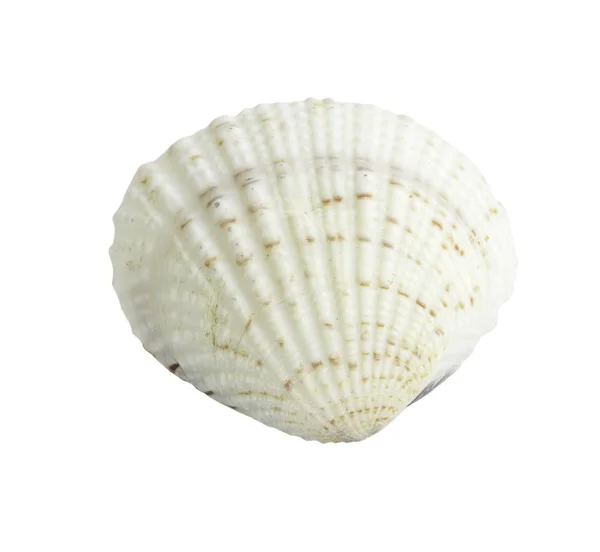 Scallop seashell isolated on white — Stock Photo, Image