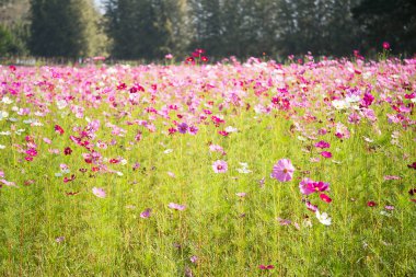 Pembe cosmos çiçek çiçeklenme