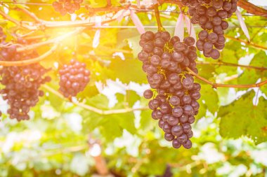 Kırmızı üzüm üzüm hasat için hazır