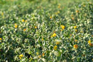 Aspir bahçede çiçeklenmeye başladı