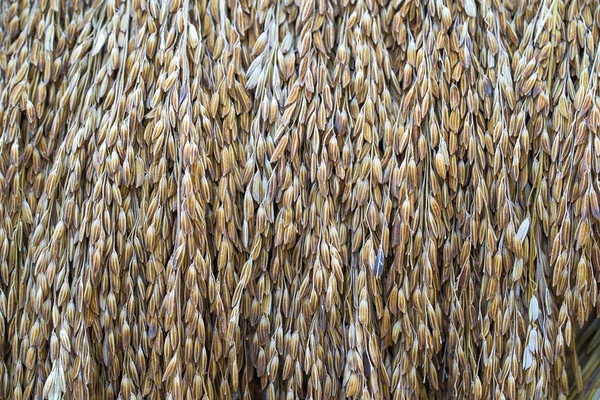 Sementes de arroz paddy seco — Fotografia de Stock