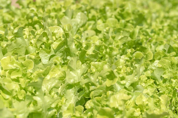 Lettuce in hydroponic vegetable plant — Stock Photo, Image