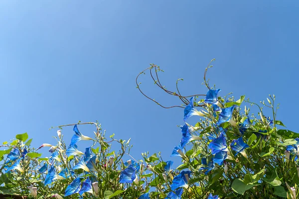 Morgen Ruhm Blume Agent blauer Himmel — Stockfoto