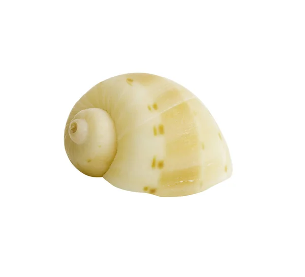 Close-up Marine sea shell isolated — Stock Photo, Image