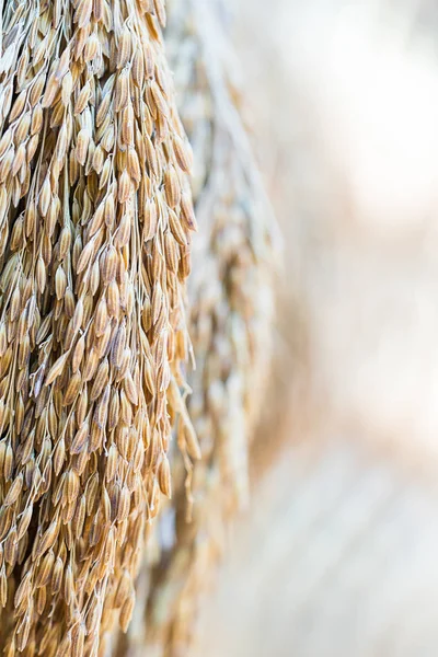 Semințe de orez uscate — Fotografie, imagine de stoc