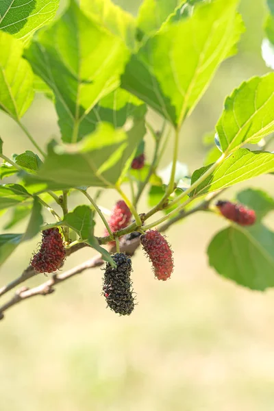 Fruta fresca de amoreira na árvore na natureza — Fotografia de Stock