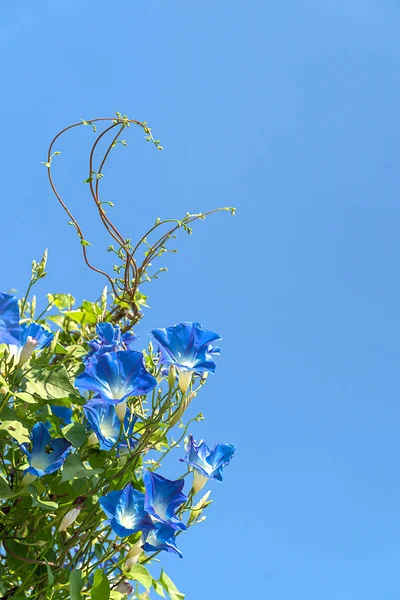 Morning glory flower agent blue sky — Stock Photo, Image