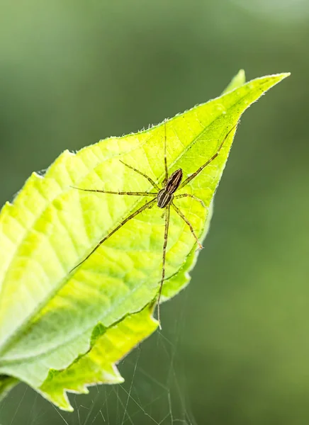 Araña y tela de araña en hoja verde en el bosque — Foto de Stock
