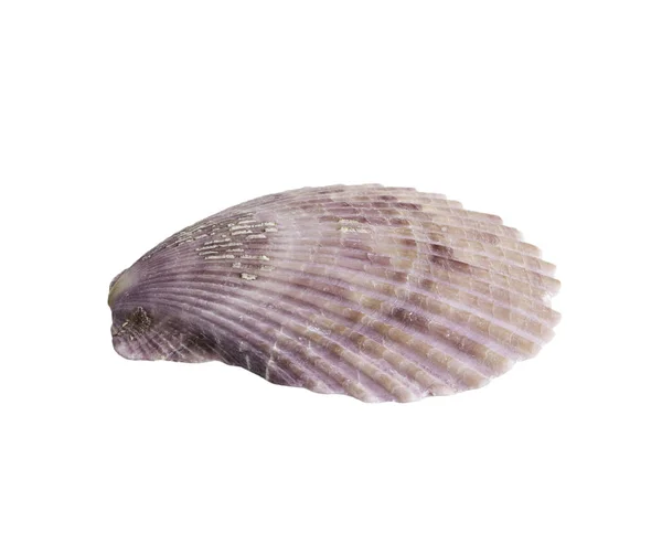 Морська черепашка ізольована на білому — стокове фото