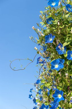 Morning glory çiçek Ajan mavi gökyüzü