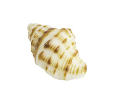 İzole üzerinde beyaz kabuklu olacaktır 