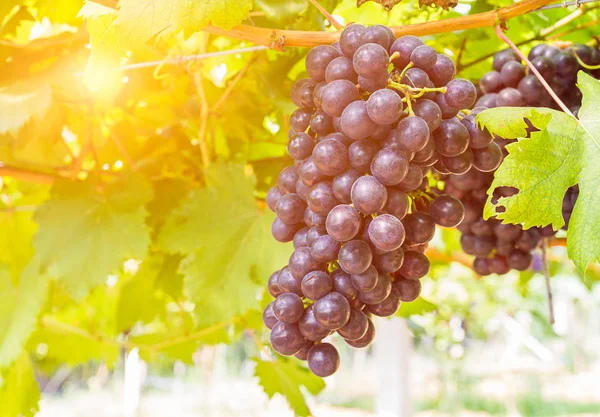 Röda druvor i vingården redo för skörd — Stockfoto