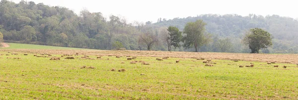 Panorama view of green fields in farmland — Stock Photo, Image