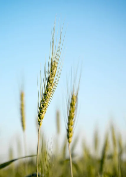 Imagem de calos de cevada crescendo em um campo — Fotografia de Stock