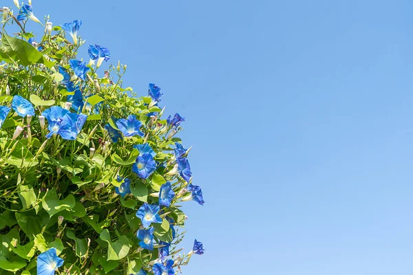 Gloria matutina agente de flores cielo azul — Foto de Stock