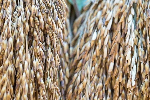 Sementes de arroz paddy seco — Fotografia de Stock