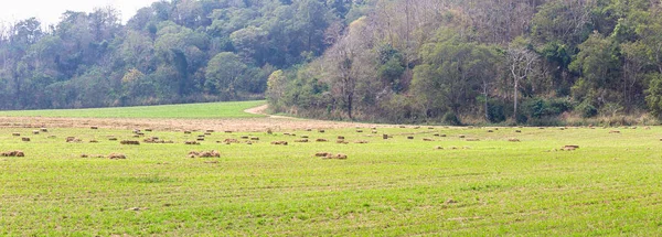 Вид зеленых полей в фермерских хозяйствах — стоковое фото